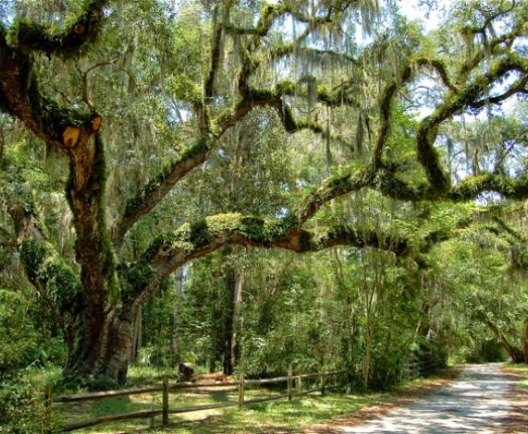 TEN {AMAZING} THINGS TO DO IN BLUFFTON, SC