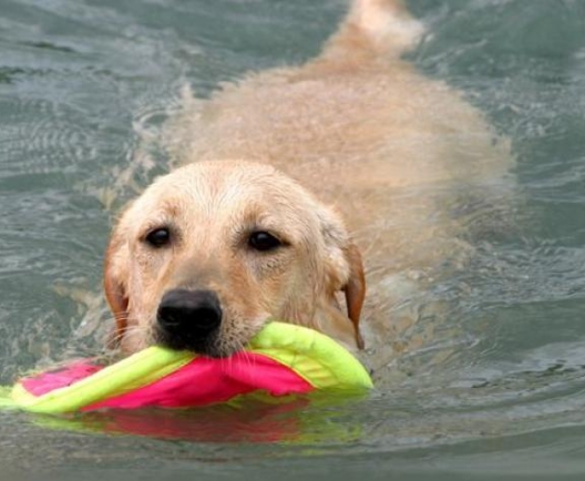 dog in river